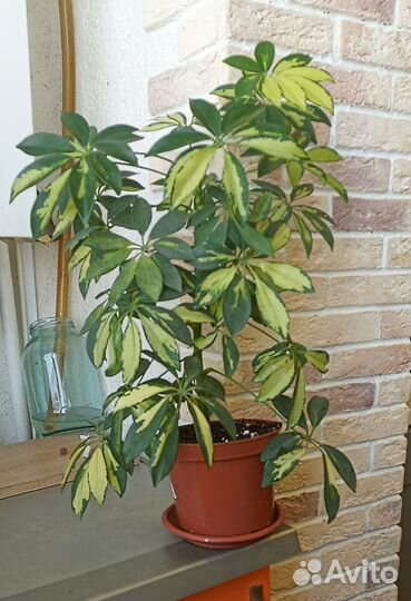 Шефлера Герда