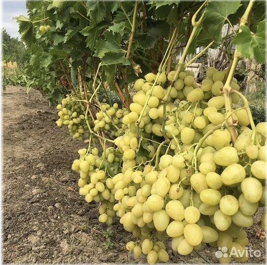 Виноград Аркадия