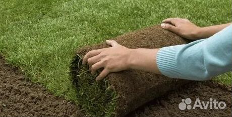 Газон рулонный гарантия