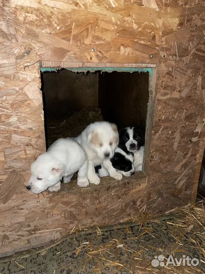 Щенки сао алабай