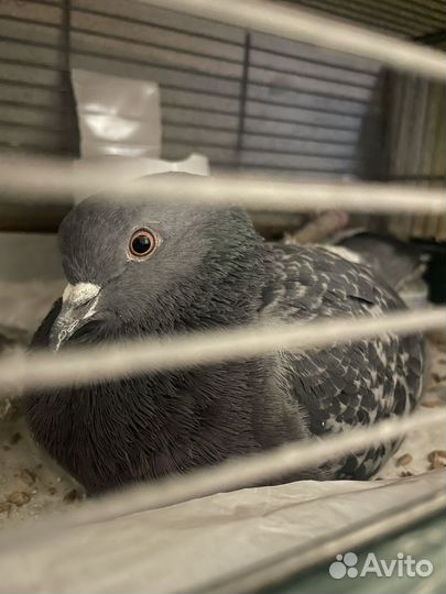 Отдам голубей