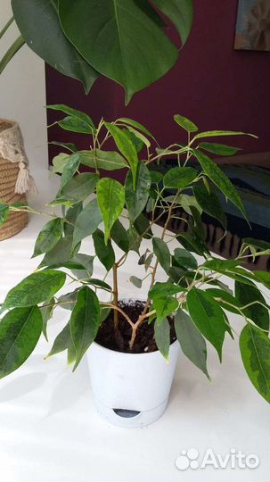 Фикус бенджамина