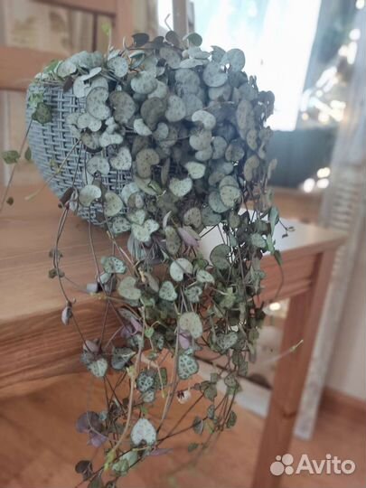 Церопегия вуда