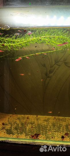 Аквариумные рыбки отдам почти бесплатно