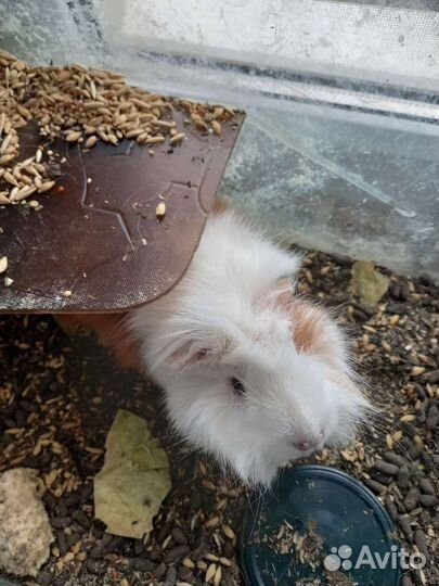 Морская свинка девочка