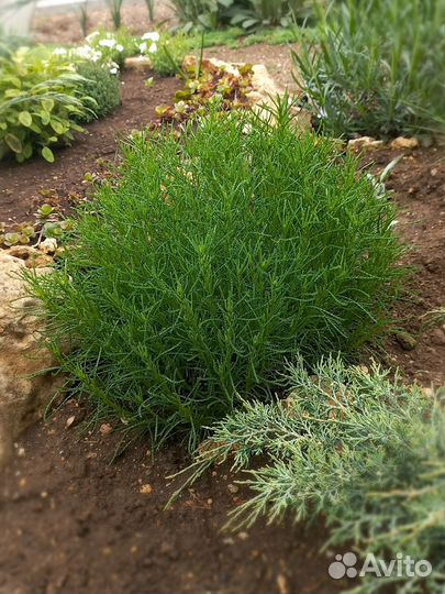 Сантолина сизая