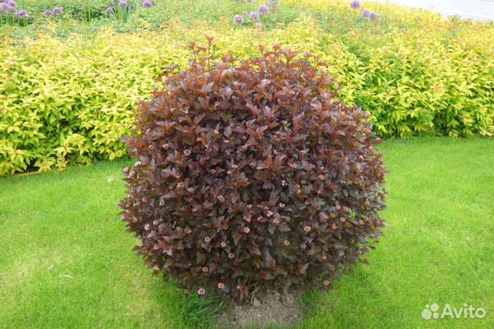 Пузыреплодник Rеd baron, Diablo