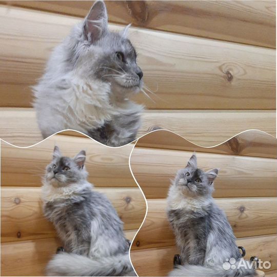 Шикарные котята Мейн-кун высокое серебро