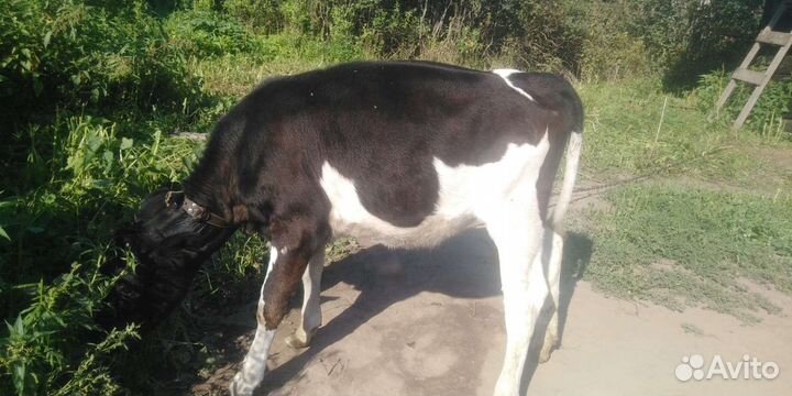 Корова,бычек,телочка