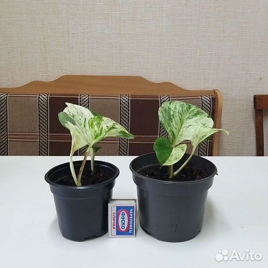 Эпипремнум хэппи лиф