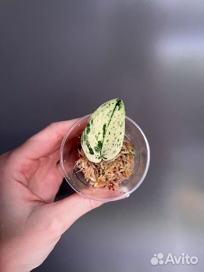 Сциндапсус Salaka Marble