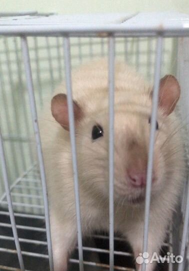 Крысы бесплатно