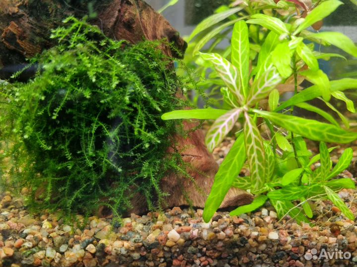 Аквариумные растения, рыбки и улитки