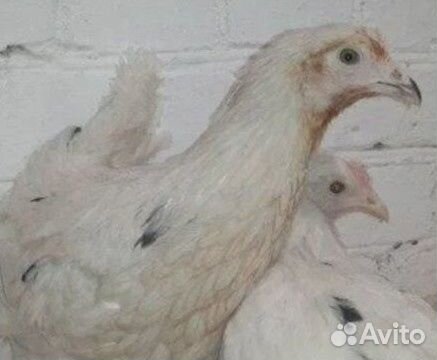 Куры молодки, бройлер