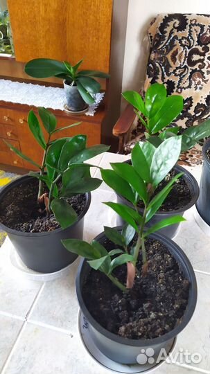 Замиокулькас