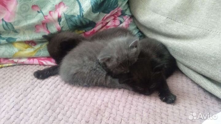 Котята в добрые руки бесплатно