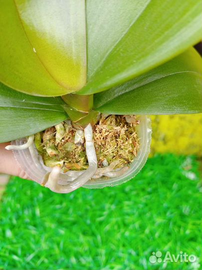 Орхидея фаленопсис бабочка