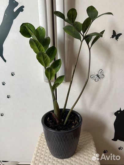 Замиокулькас