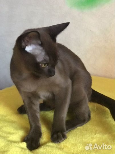 Великолепные котята европейской бурмы
