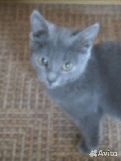 Котёнок в дар