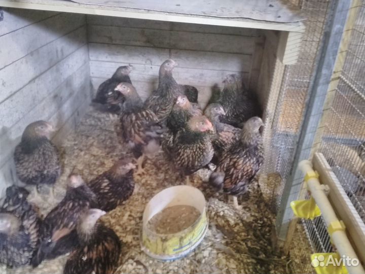 Цыплята породных кур