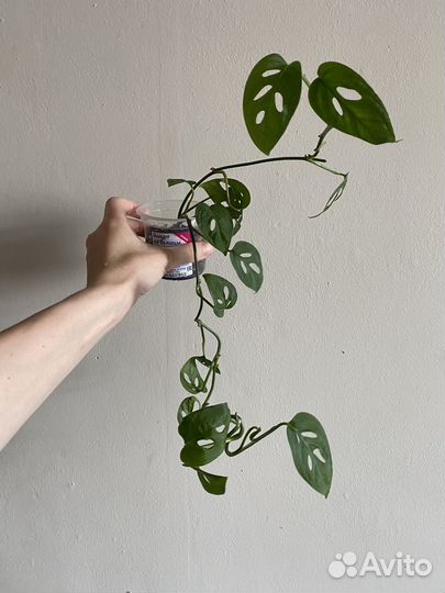 Монстера манки маск