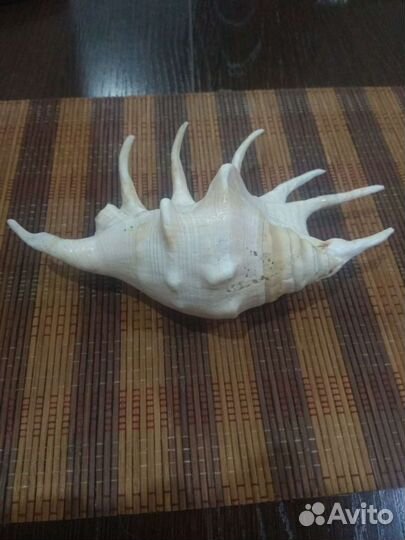 Морская ракушка