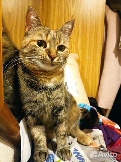 Грустная история кошечки с печальной мордочкой