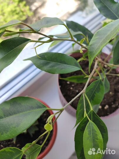 Фикус бенджамина Реджинальд