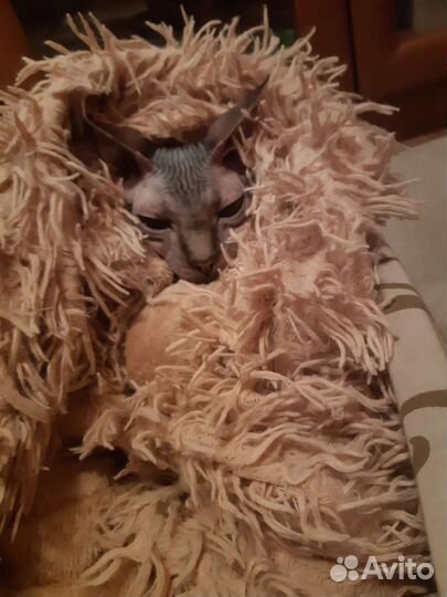 Кошка в добрые руки сфинкс