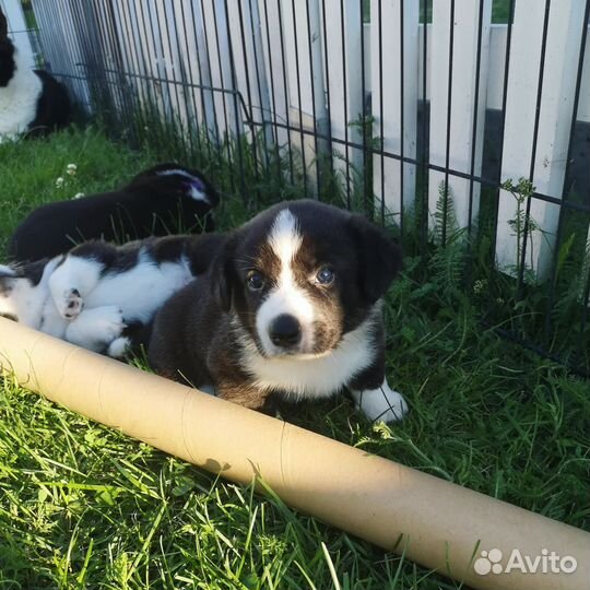 Вельш-корги кардиган щенки