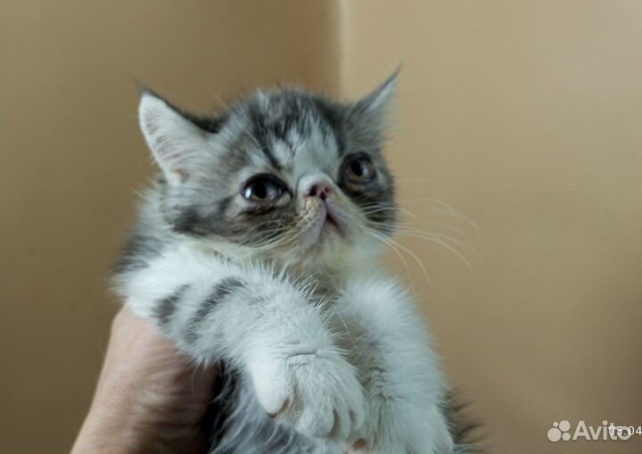Котик Экзотик, 3 мес