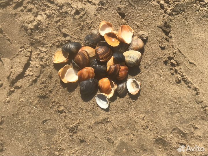 Ракушки для поделок