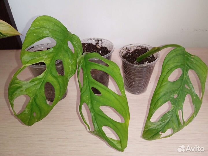 Филодендроны и монстеры