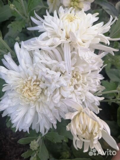 Корейская хризантема