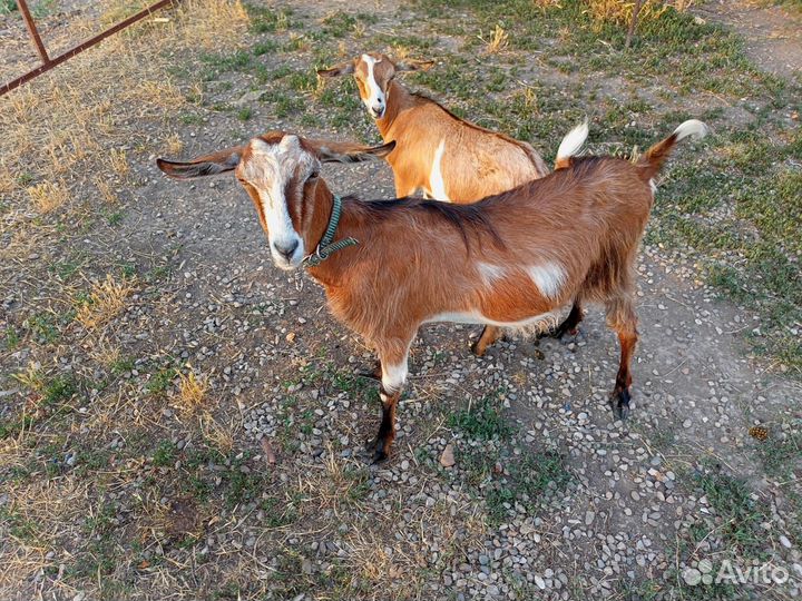 Коза нубийская