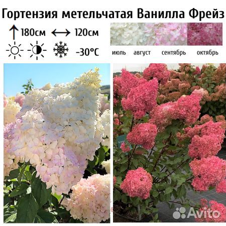 Гортензия метельчатая 