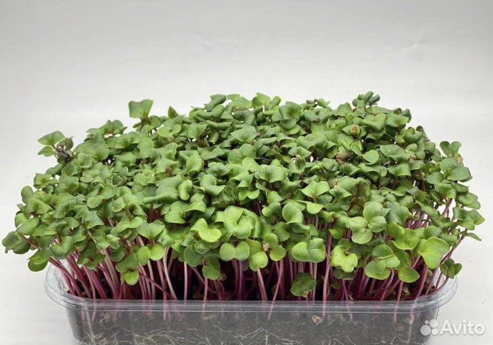 Микрозелень