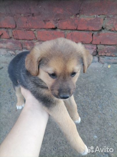 Собака в добрые руки отдам бесплатно
