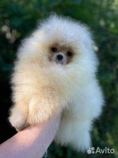 Мальчики померанского шпица РКФ