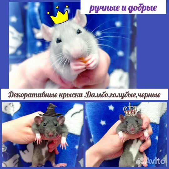 Декоративные крысята Дамбо.Всегда в наличии)