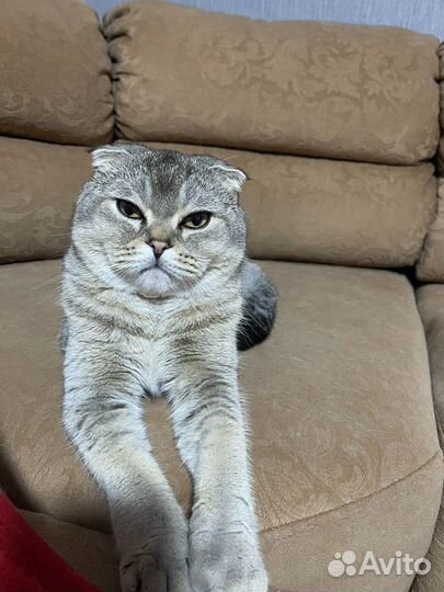 Кот шотландский вислоухий