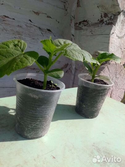 Рассада: помидоры, огурцы, перец