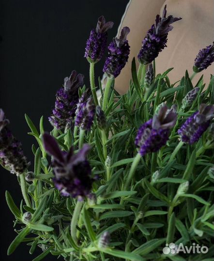 Лаванда в горшке