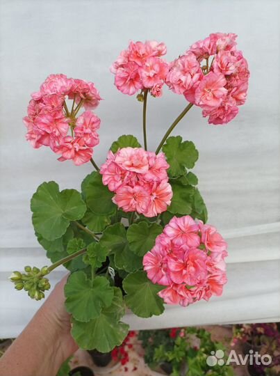 Пеларгония Mormor