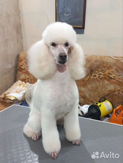 Грумер. Бережно стрижка, тримминг, вычесывание