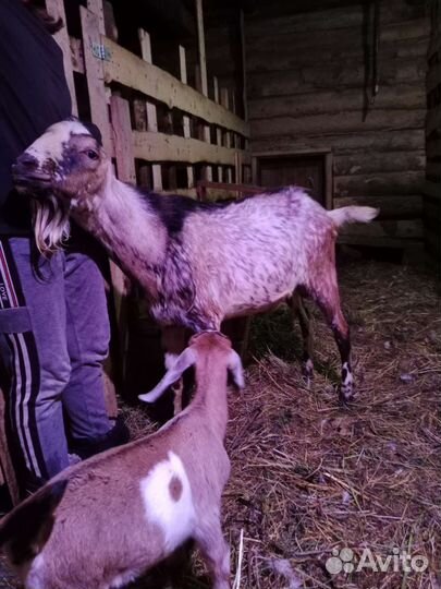 Утки,гуси,кролики,козёл