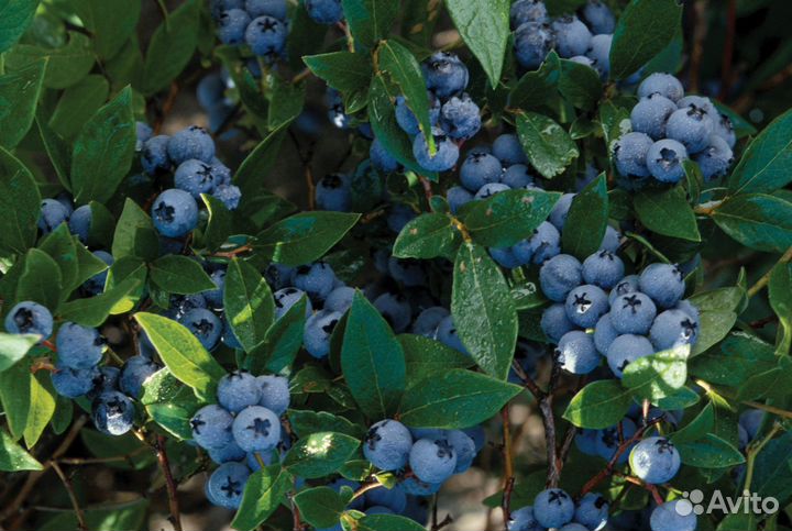 Голубика и черника