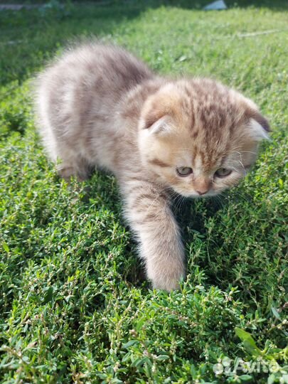 Зеленоглазые шиншиллы