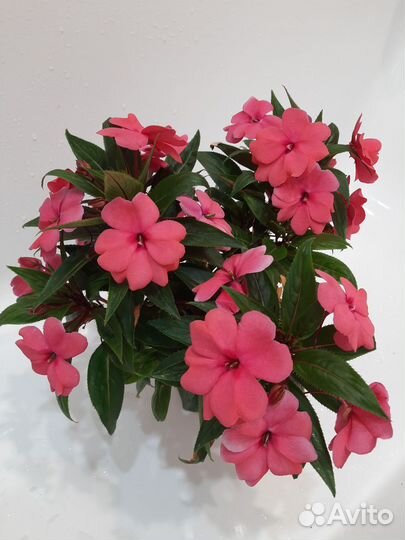 Бальзамин новогвинейский